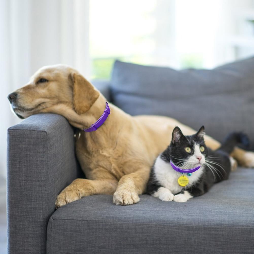 Dog Comfort Collar Cat Teddy Pet - Freshmodern Pet Store