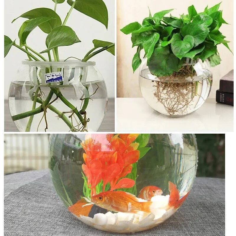 goldfish bowl desktop