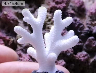 Fish Tank Decoration, Sea Water Tank, Starfish Resin Ornaments - Freshmodern Pet Store