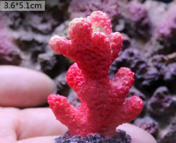 Fish Tank Decoration, Sea Water Tank, Starfish Resin Ornaments - Freshmodern Pet Store
