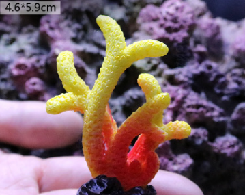 Fish Tank Decoration, Sea Water Tank, Starfish Resin Ornaments - Freshmodern Pet Store