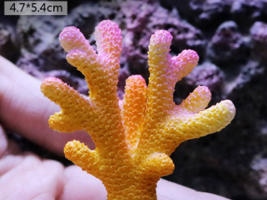 Fish Tank Decoration, Sea Water Tank, Starfish Resin Ornaments - Freshmodern Pet Store