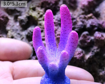 Fish Tank Decoration, Sea Water Tank, Starfish Resin Ornaments - Freshmodern Pet Store