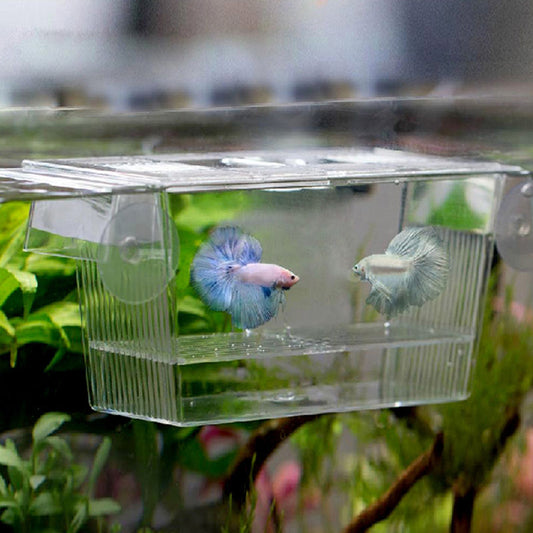 Acrylic Aquarium Fish Tank Incubation Box - Freshmodern Pet Store