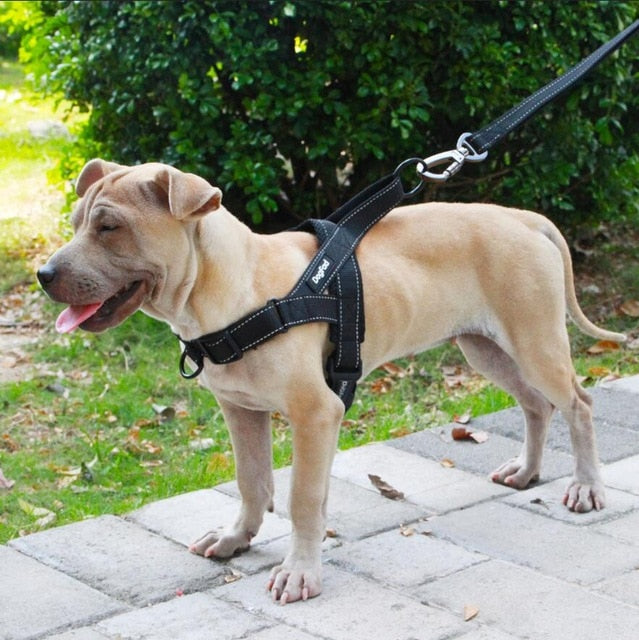 adjustable dog harness