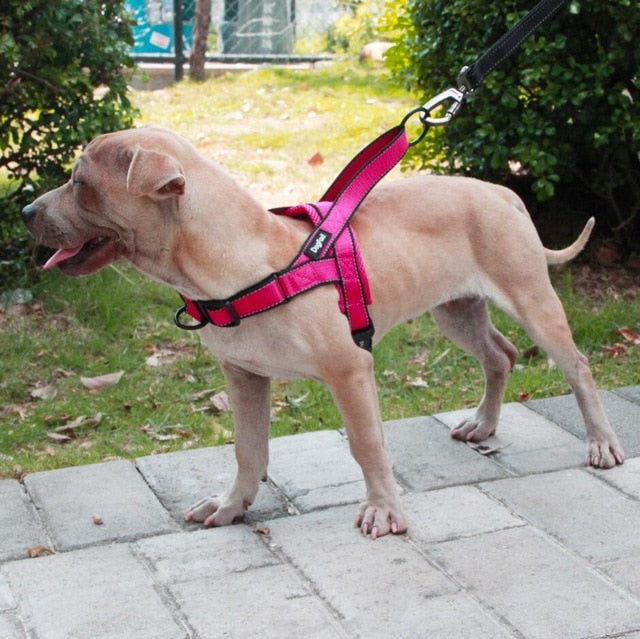 adjustable dog harness