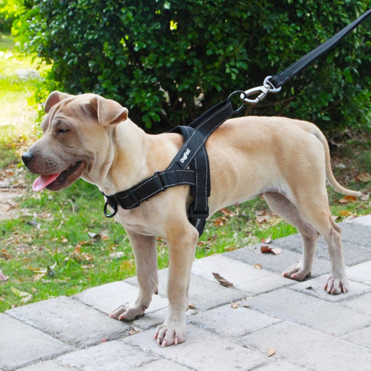 adjustable dog harness