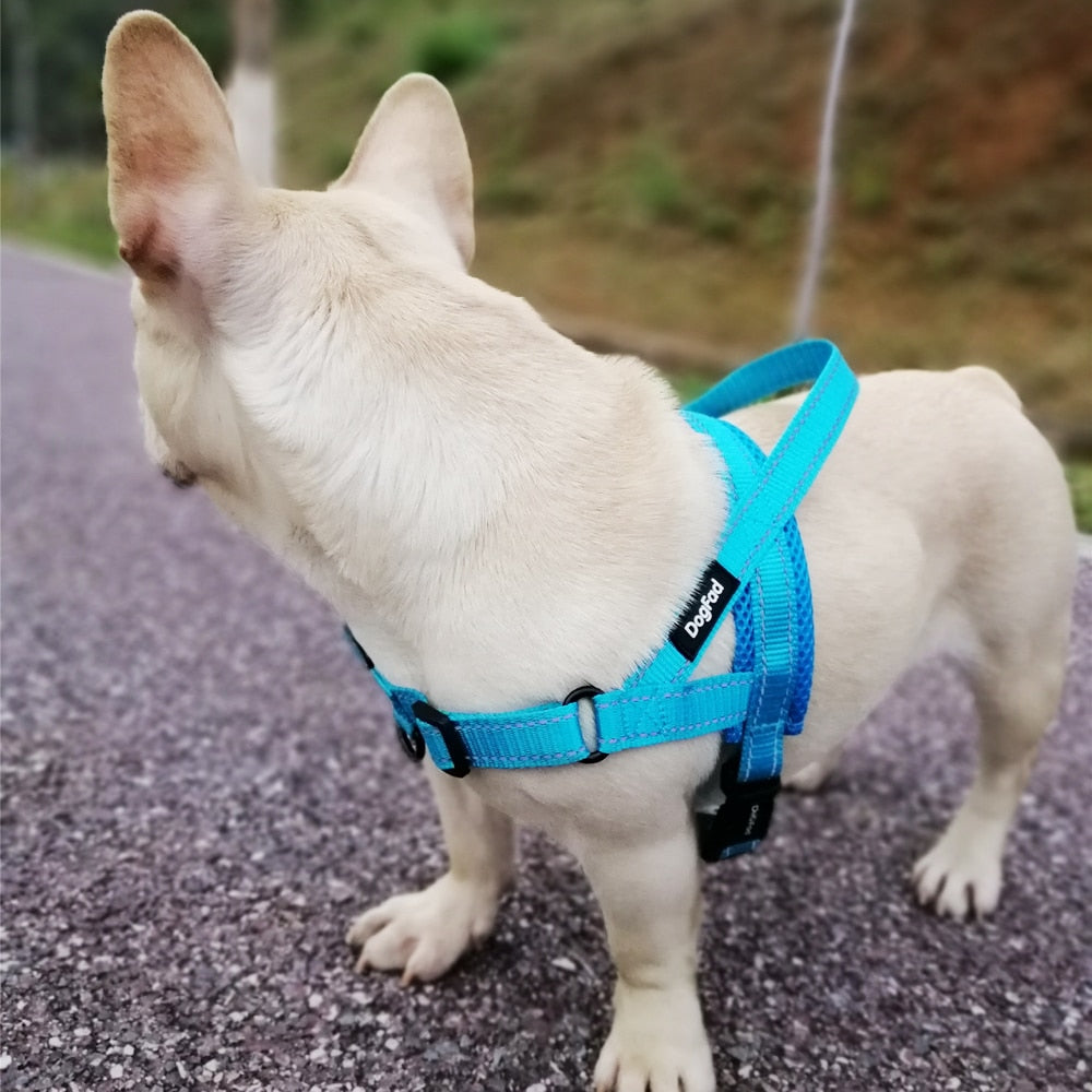 adjustable dog harness